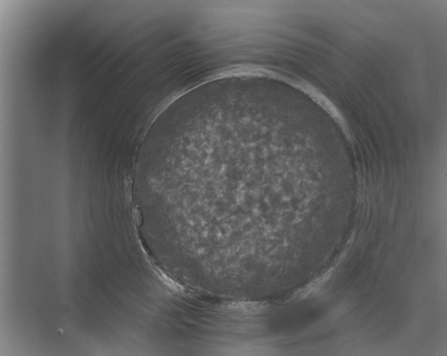 X0000073980953200609051907