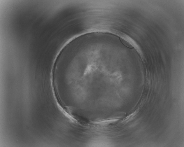 X0000073980958200609051908