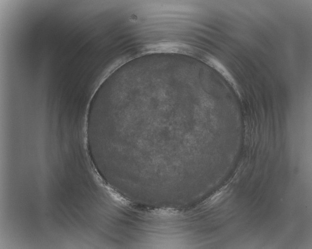 X0000073980994200609051906