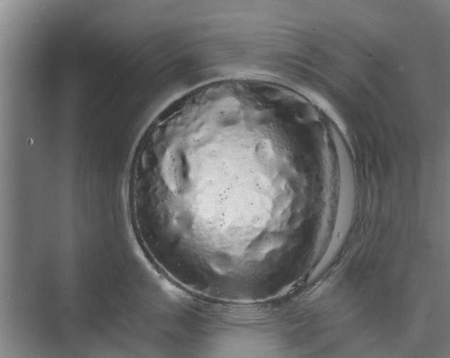 X0000073981007200609051906