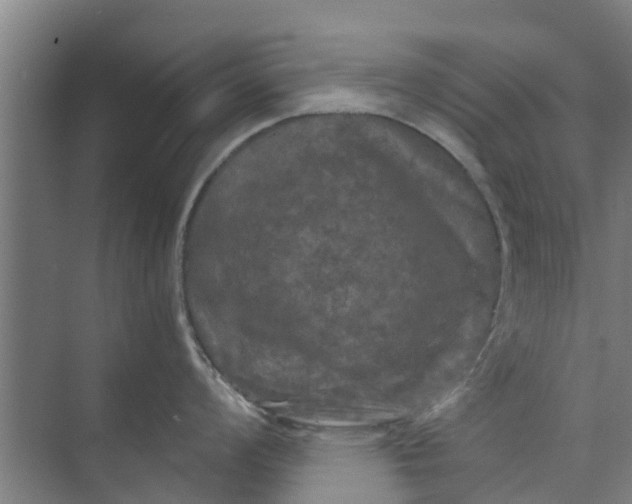 X0000073981008200609051906