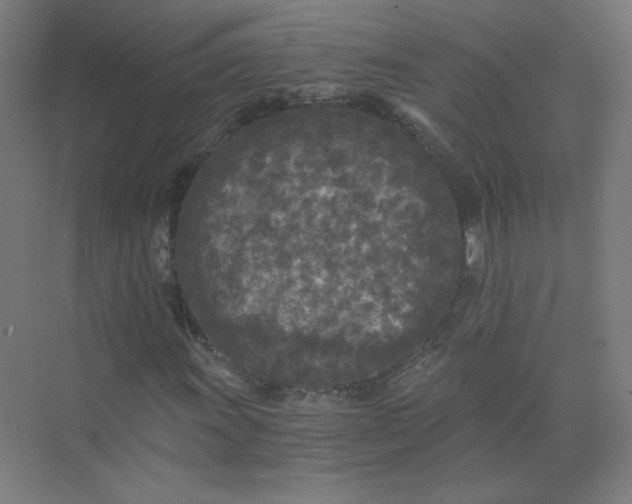 X0000073981011200609051905