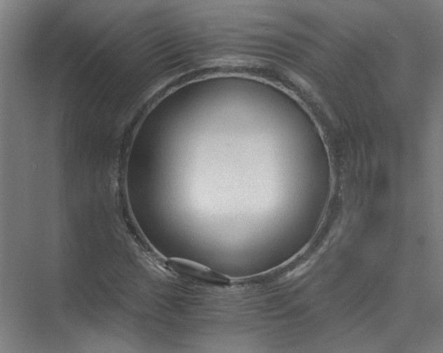 X0000073981017200609051905