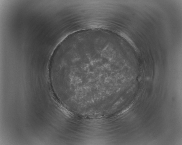 X0000073981023200609051905