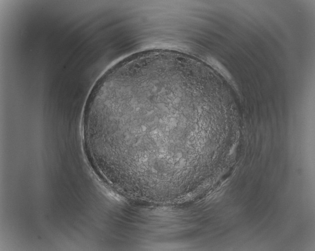 X0000073981028200609051906