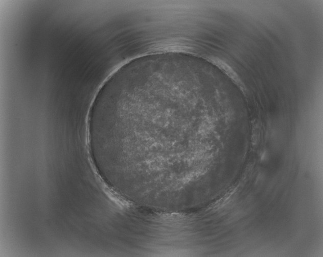 X0000073981031200609051906