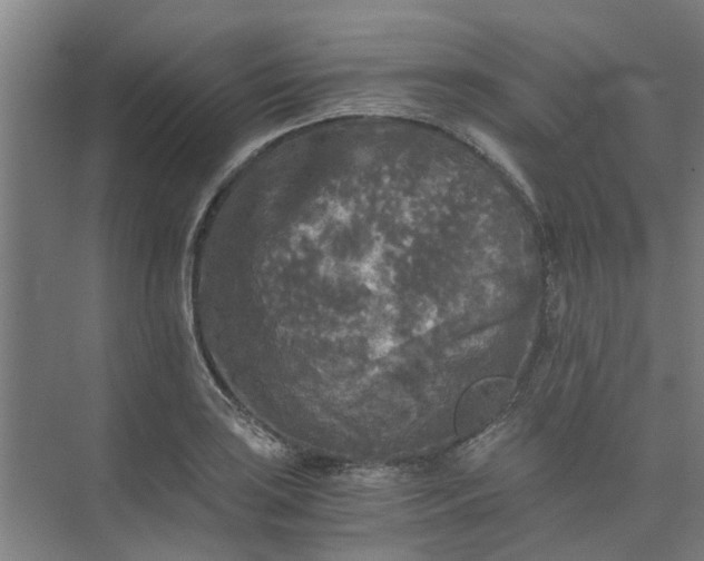 X0000073981035200609051906