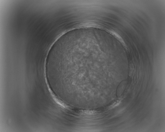 X0000073981039200609051906