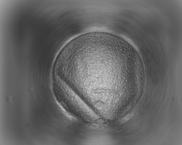 X0000073981056200609051906