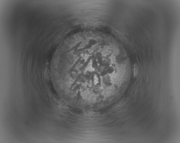 X0000073981059200609051905