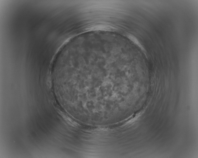 X0000073981067200609051905