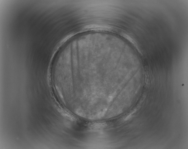 X0000073981074200609051905