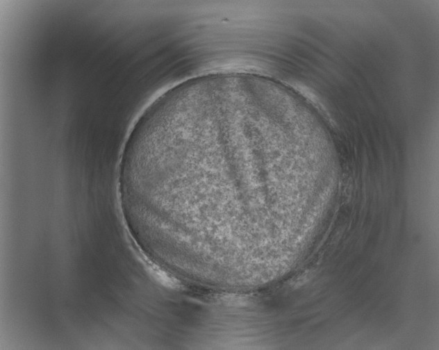 X0000073981086200609051905