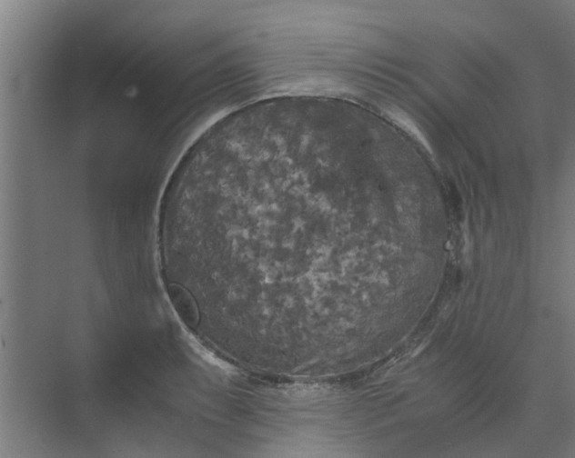 X0000073981087200609051905