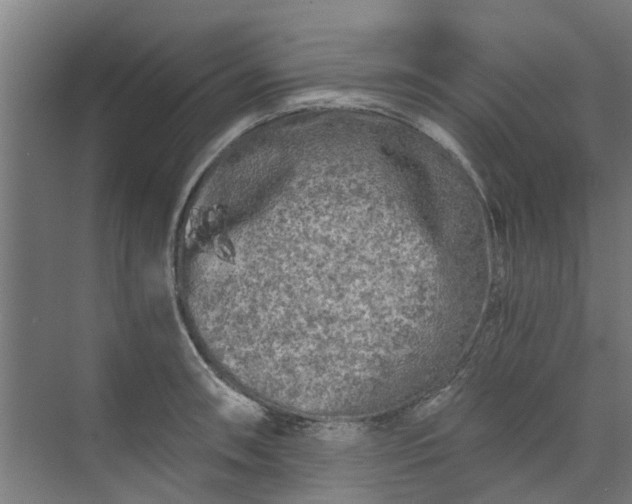 X0000073981090200609051905