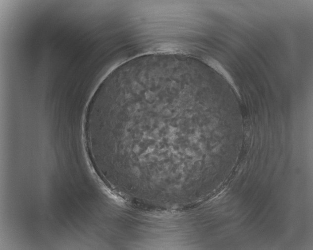 X0000073981091200609051905