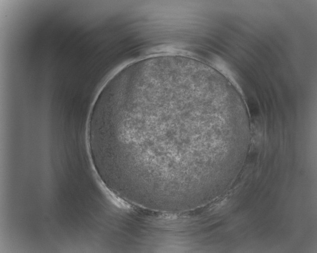 X0000073981098200609051904