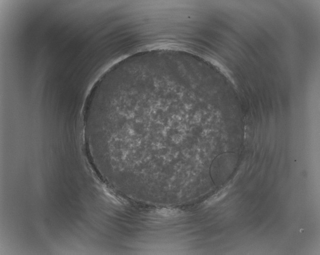 X0000073981117200609051904