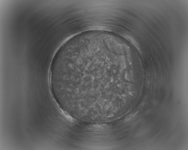 X0000073981125200609051904