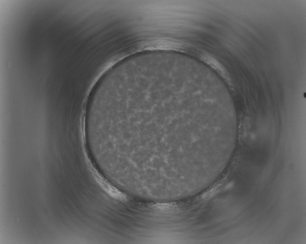 X0000073981130200609051904