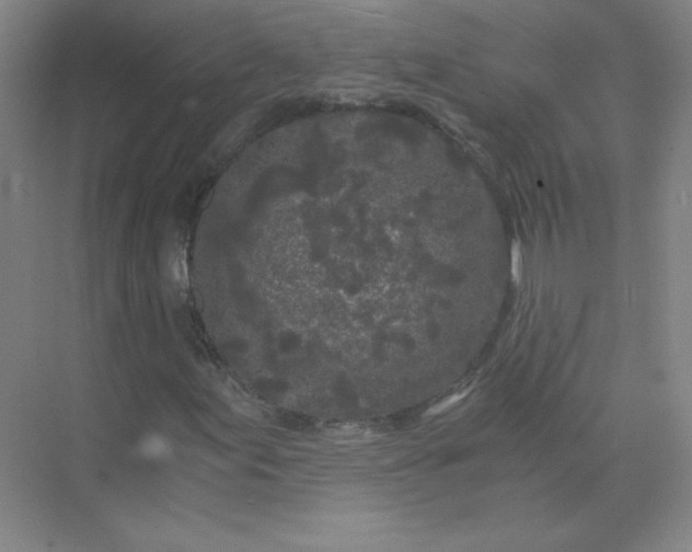 X0000073981155200609051904