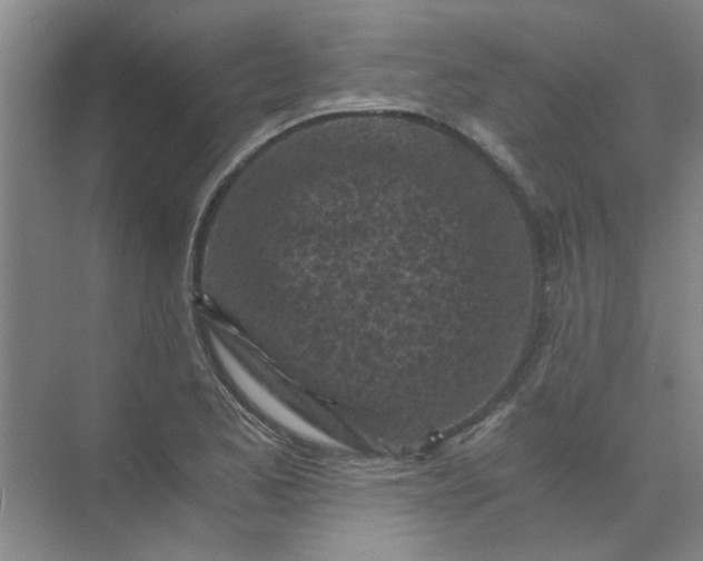 X0000073981173200609051903