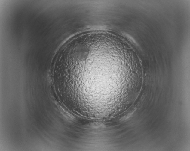 X0000073981212200609051902