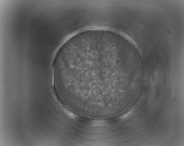 X0000073981223200609051902