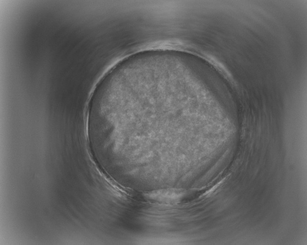 X0000073981224200609051902