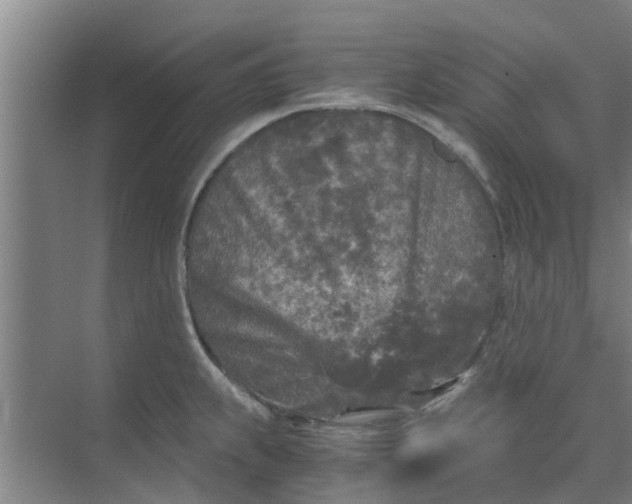 X0000073981239200609051903