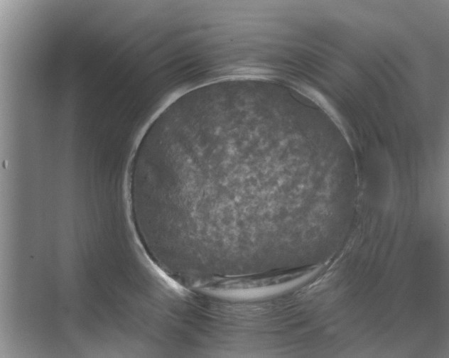 X0000073981243200609051903