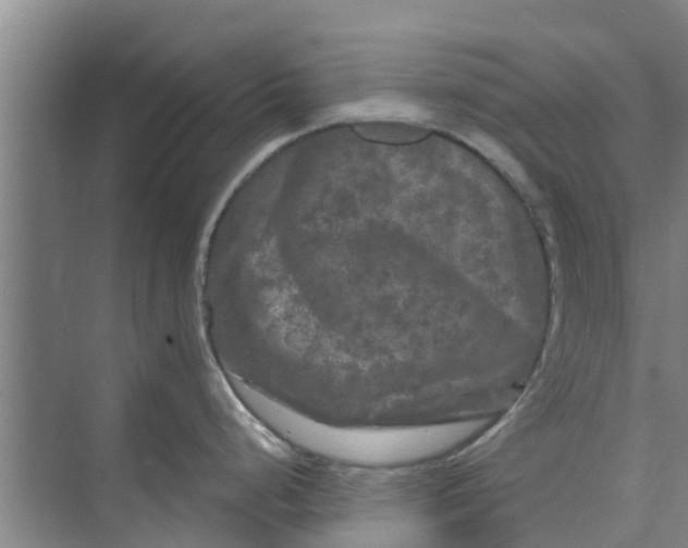 X0000073981248200609051903