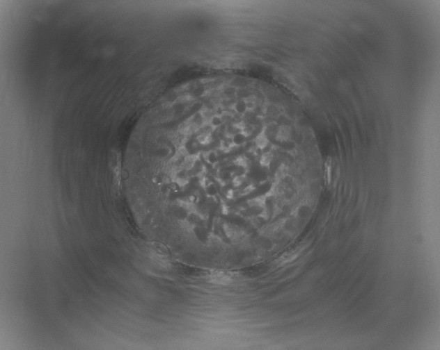 X0000073981251200609051902