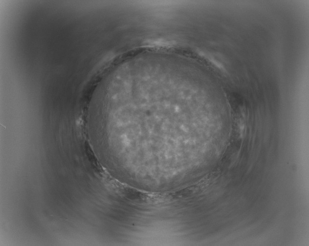 X0000073981254200609051902