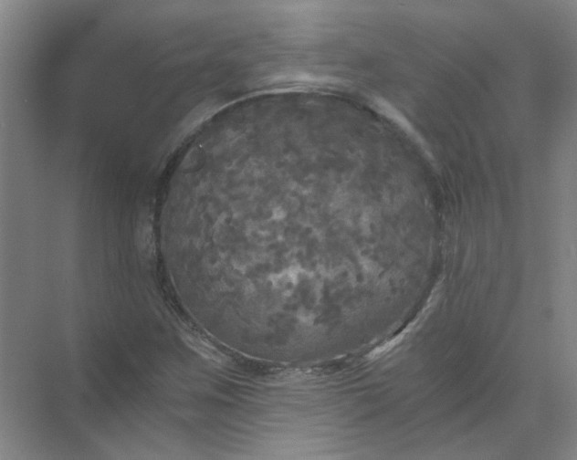 X0000073981259200609051902