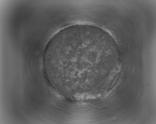 X0000073981263200609051902