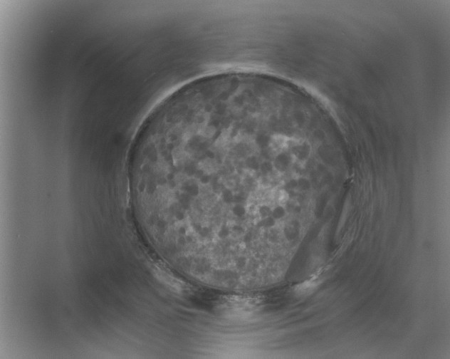 X0000073981271200609051902