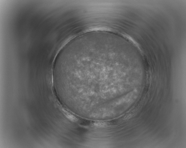 X0000073981274200609051902