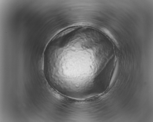 X0000073981276200609051901