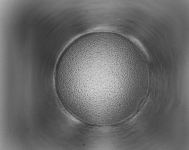 X0000073981288200609051901