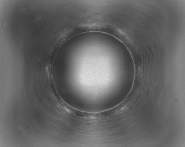 X0000073981300200609051900