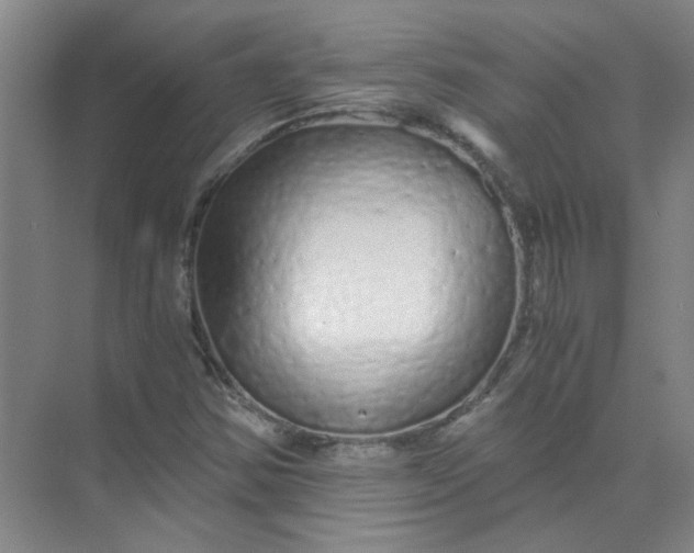 X0000073981354200609051900