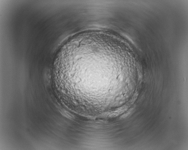 X0000073981355200609051900