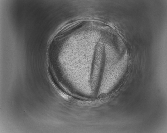 X0000073980005200609111820