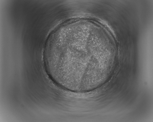 X0000073980010200609111820