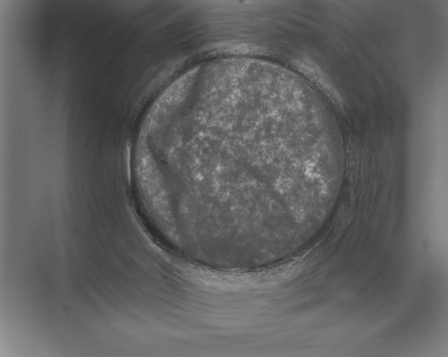 X0000073980014200609111820