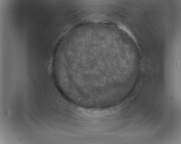 X0000073980018200609111819