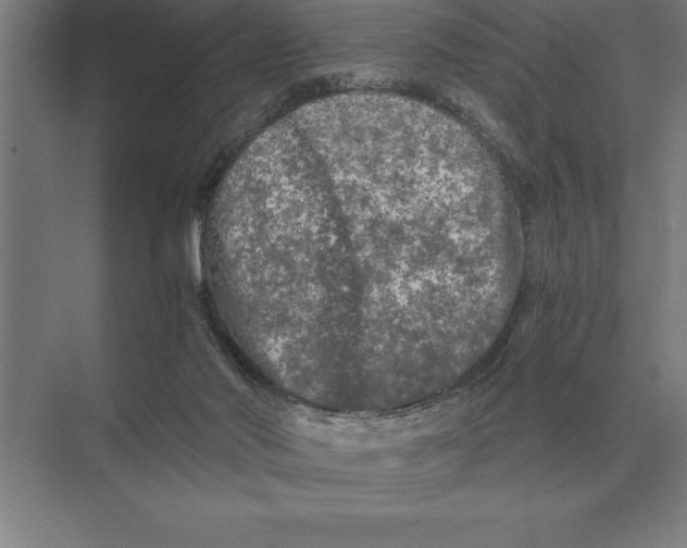 X0000073980022200609111819