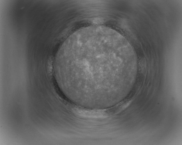 X0000073980032200609111819