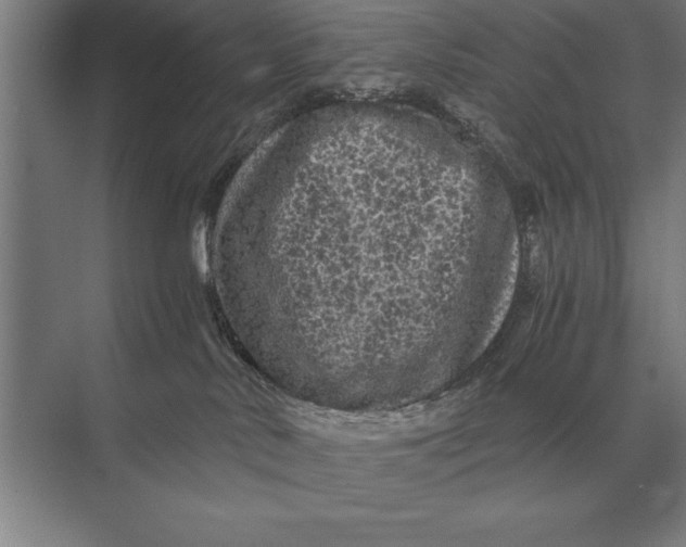 X0000073980042200609111819